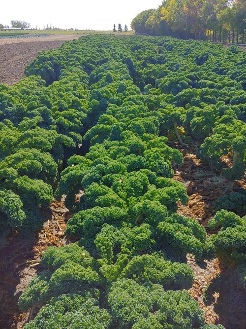 Green Kale